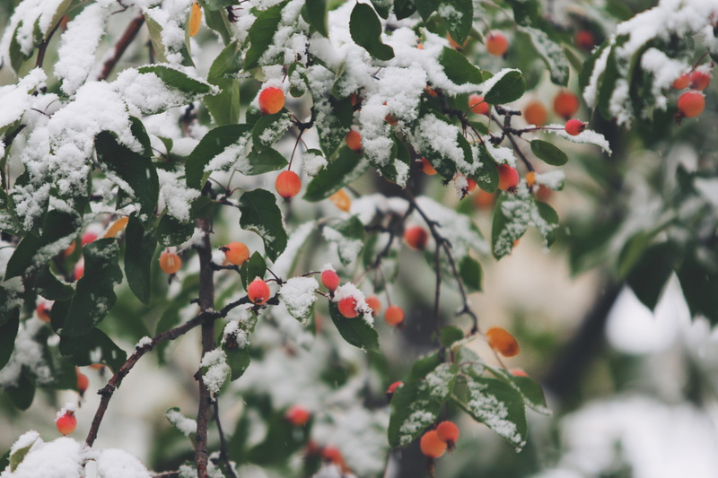 fruit, food, focus, snow, nature, focus on foreground, natural, branch, growth, berry, red, food and drink, beauty in nature, ripe, white, plant, freshness