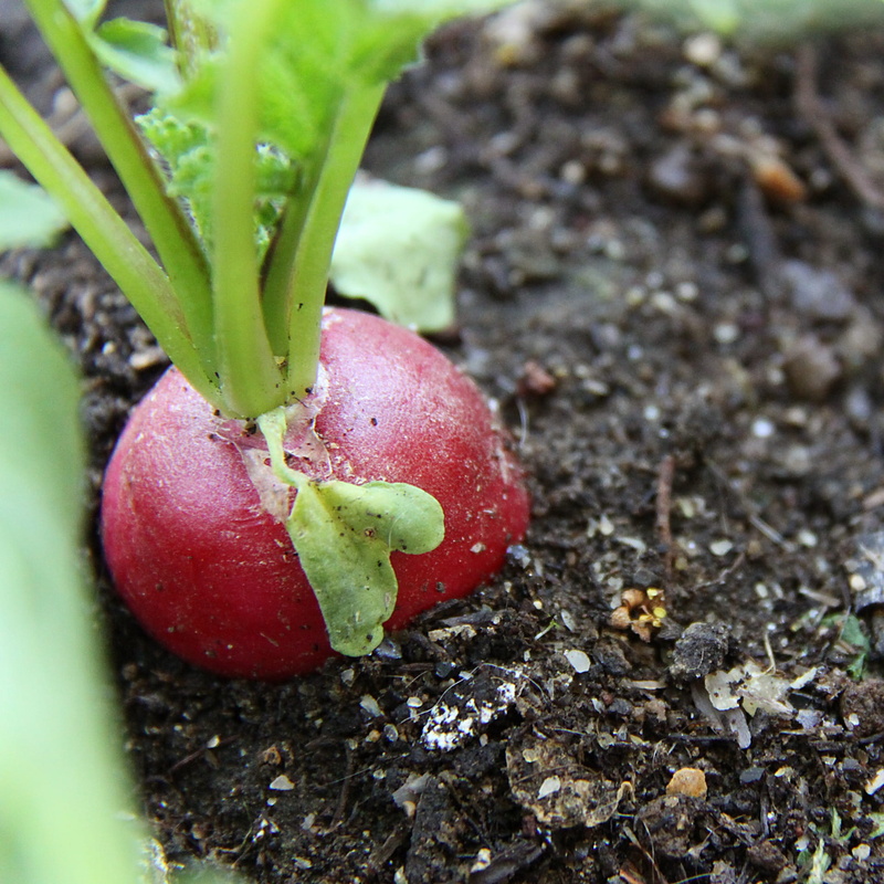 food, high angle view, dirt, vegetables, 1080P, gardening, green Color, field, wellbeing, agriculture, food and drink, vegetable Garden, radishes, fruit