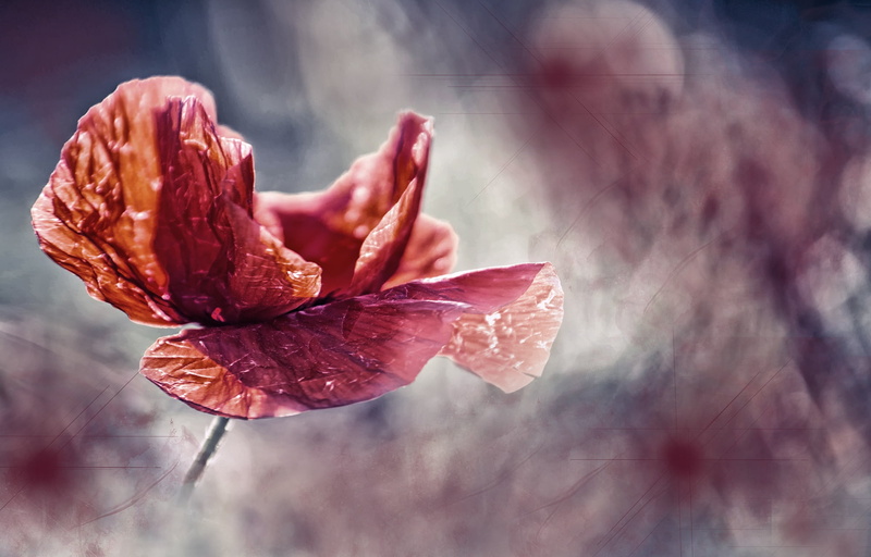 photography, focus, 1080P, selective, pink color, beauty in nature, red, autumn, growth, change, petaled, sunlight, vulnerability, poppy, maroon, petal