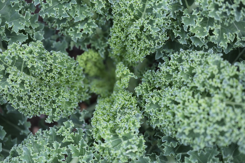 green color, growth, close-up, lush foliage, salad, focus, full frame, freshness, plant, outdoors, green, beauty in nature, day, healthy, plant part, food and drink