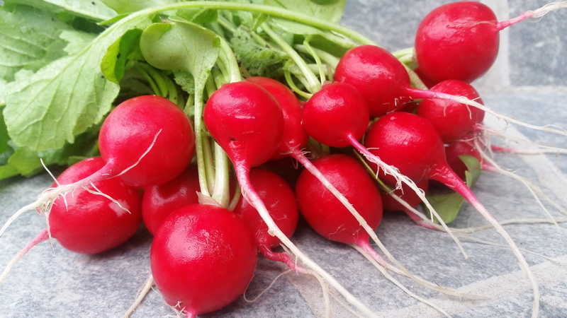 Fresh, Radish, garden, delicious, plant part, close-up, healthy, freshness, vegetable, still life, nature, cultivation, tomato, red, day, raw food, bio