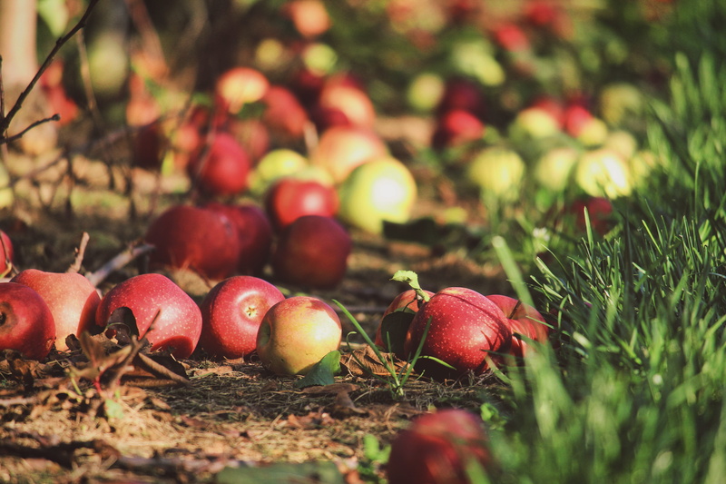produce, field, healthy eating, nature, radish, fruit, food, growth, apples, red, wellbeing, apple, rotten, land, outdoors, photo, animal, dead, photography