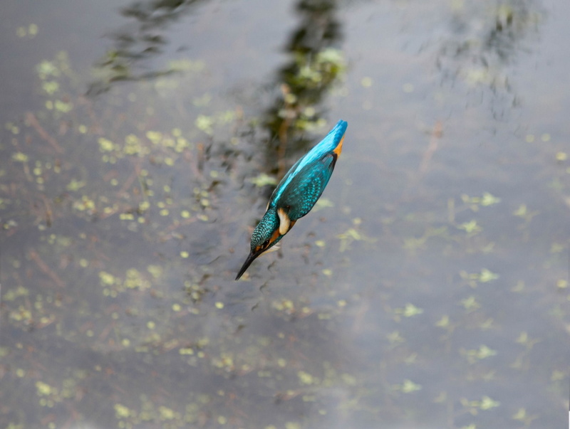 Diving, Kingfisher, Bird, Birds, 1080P
