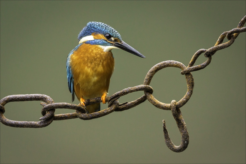 bird, nature, birds, close-up, 720P, perching, animal wildlife, one animal, metal, outdoors, tree, animals, animals in the wild, looking away, branch
