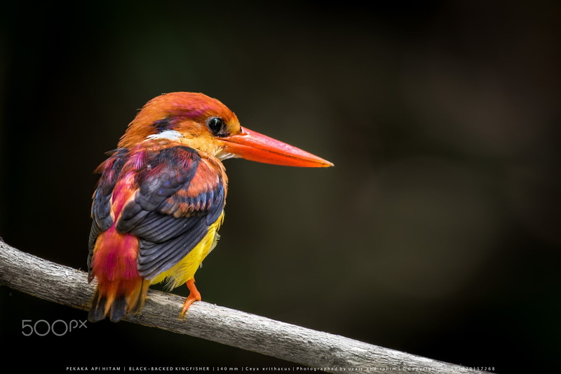 animal, birds, beak, nature, red, animal themes, one animal, vertebrate, full length, wood - material, 500px, animals, railing, animal wildlife, kingfisher