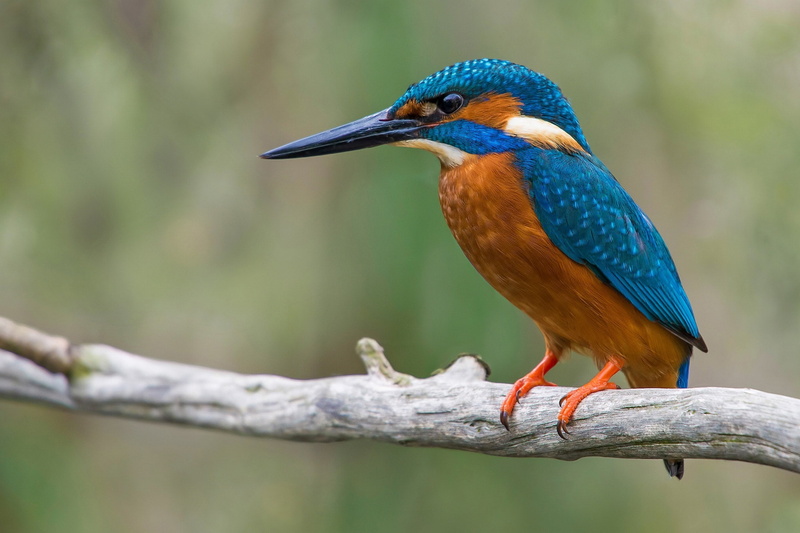 perching, vertebrate, plant, animal wildlife, bird, beak, depth of field, no people, animals, animal, day, kingfisher, focus on foreground, one animal
