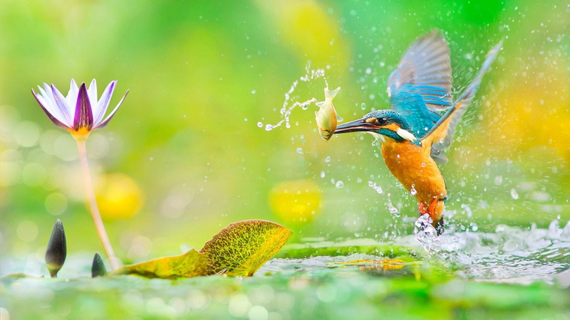 beak, 1080P, fish, no people, beauty in nature, one animal, motion, bird, lotus, fishing, common kingfisher, lotus flower, water, outdoors, wildlife, selective focus