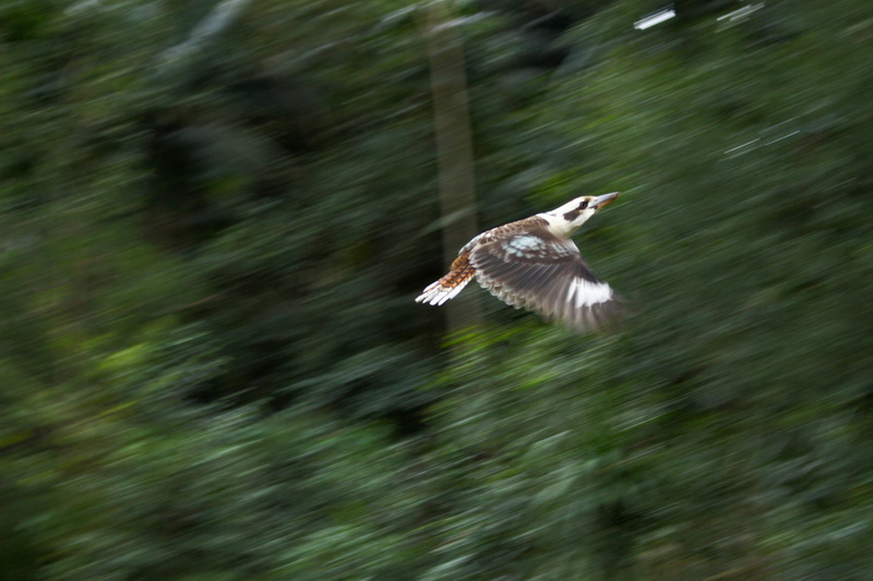 2K, green, Kookaburra, forest
