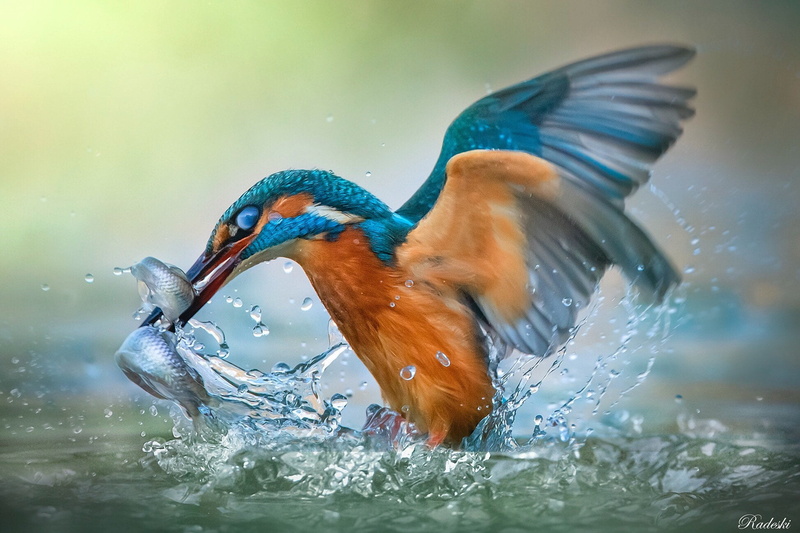 Water, Birds, 1080P, Kingfisher, Bird, Wildlife