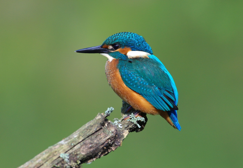 one animal, no people, animal wildlife, animal, macro, close-up, beauty in nature, blue, beak, animals, day, animals in the wild, nature, kingfisher, wood - material