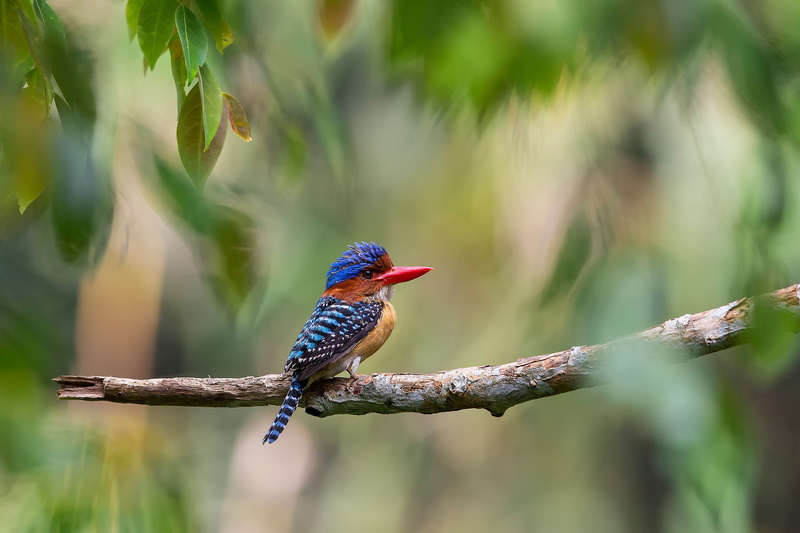 striped, 1080P, branch, Malaysia, Lacedo pulchella, Bird, jungle, foliage, trees, kingfisher, striped kingfisher