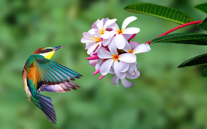 vertebrate, bird, animal, petal, beauty in nature, animal themes, freshness, 4K, animal wildlife, flowering plant, kingfisher, flower, inflorescence, flower head