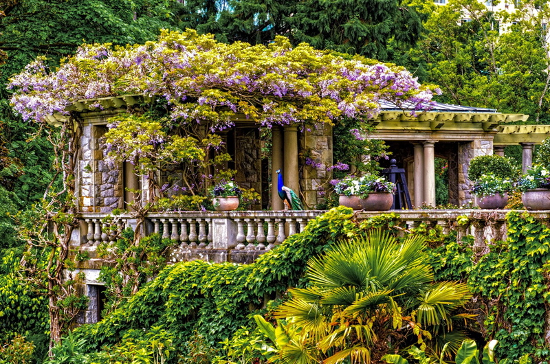 Hatley Park, 1080P, Victoria (Australia), Peacock, Tree, Photography, Building, Canada, Flower, Park, British Columbia
