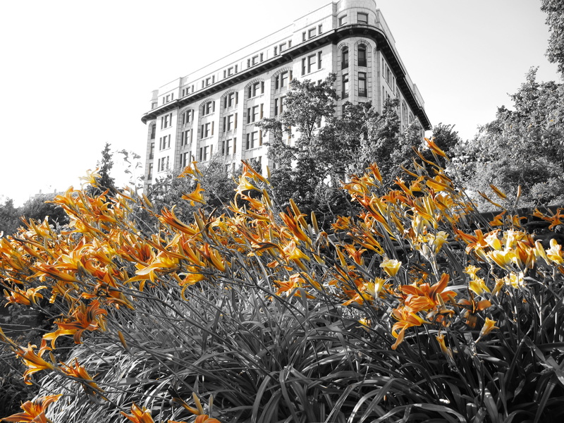 building, plant, travel destinations, history, cold temperature, garden british columbia, the past, growth, sky, flower, day, architecture, lily, flowers