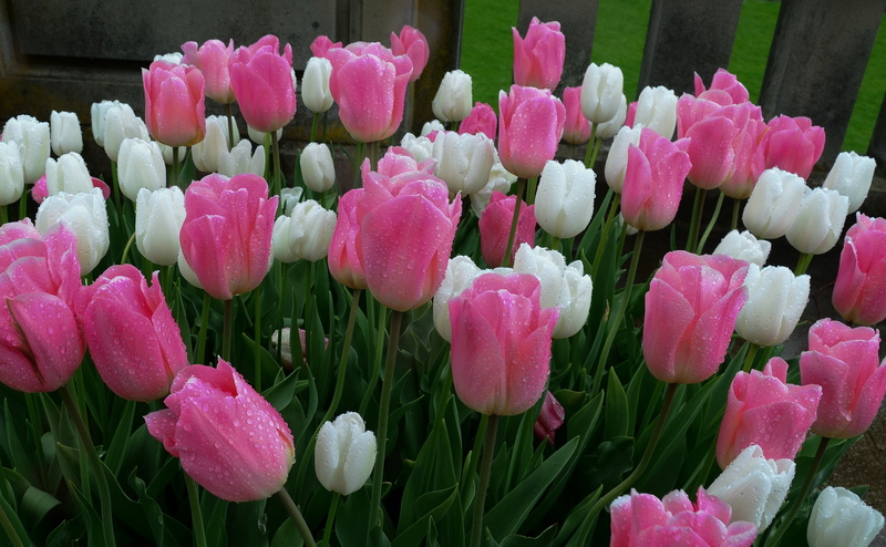 tulip, travel, botany, ritish columbia canada, leaves, vulnerability, flowerbed, flowering plant, white, pink, plant, flower head, seasons, growth, water drops