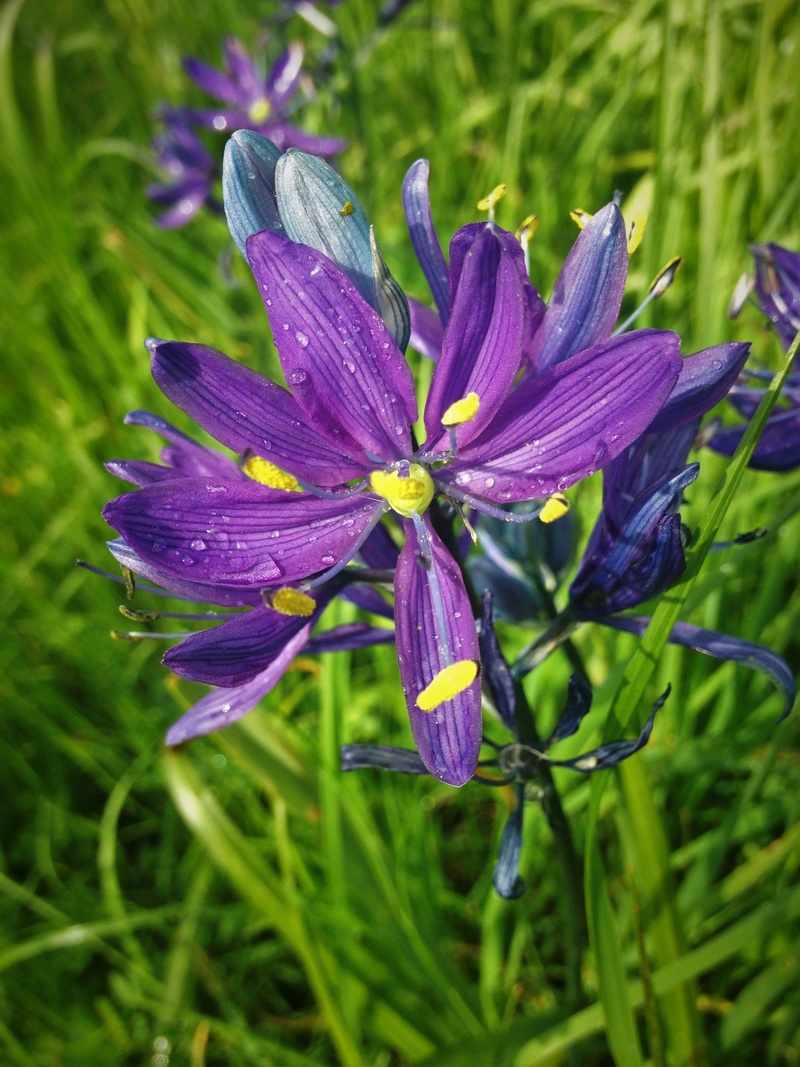 plant, flower, iris, focus on foreground, pollen, 2K, victoria, canada, freshness, inflorescence, land, wildflower, beauty in nature, outdoors, dew, fragility