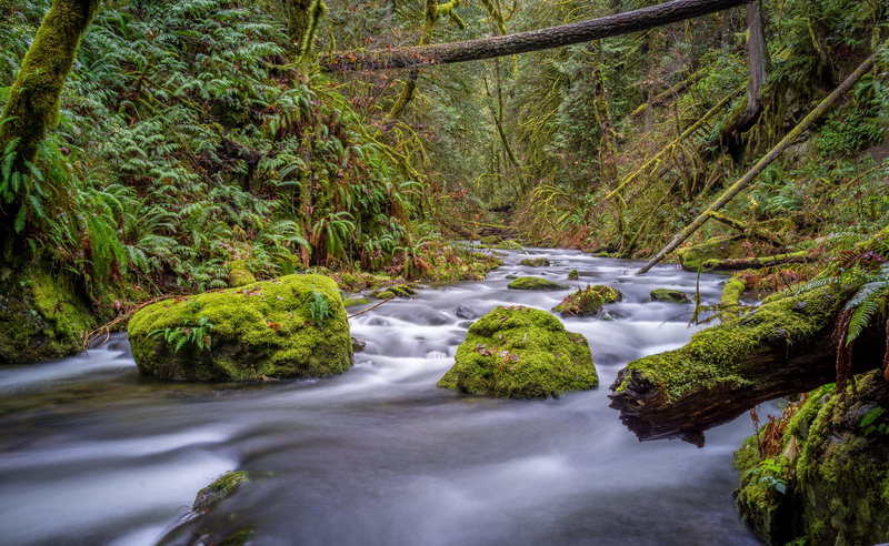 forest, long exposure, tree, moss, flowing water, land, flowing, trees, no people, canada, rocks, rock, goldstream provincial park, rainforest, water, blurred motion