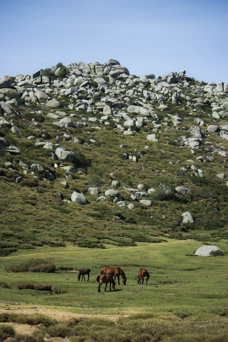 domestic, animal themes, animal, land, agriculture, plateau du coscione, mammal, day, plant, horses, aullène, grazing, environment, corsica, wild, coscione