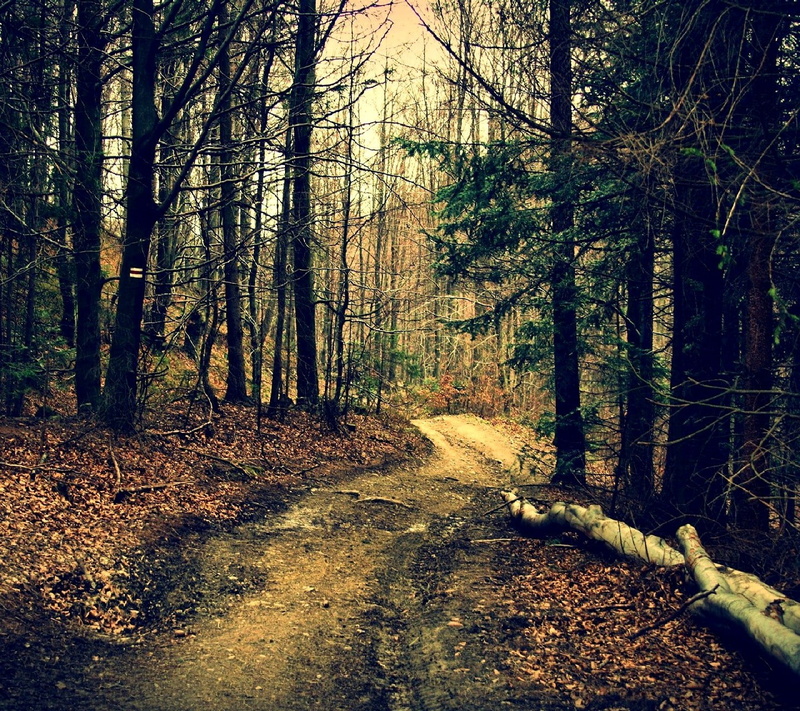 pathway, forest, 720P, nature, trees