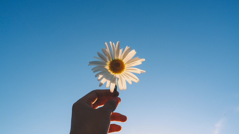 daytime, backlighting, human hand, sunshine, holding, plant, angle, nature, clear sky, outdoors, springtime, human limb, afternoon, duringh, flower, hand