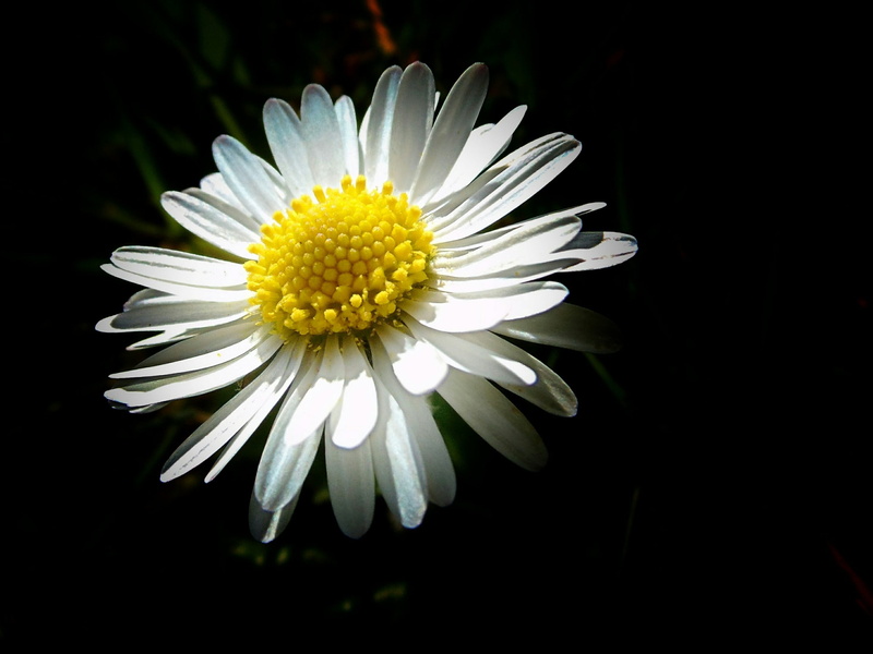 flower, small, petal, macro, freshness, photography, 2K, no people, inflorescence, plant, tender, fragility, vulnerability, studio shot, close-up, pointed flower