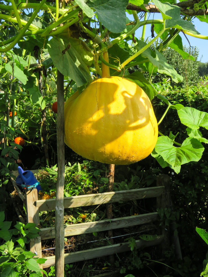 fruit, nature, agriculture, 5K, food and drink, green color, plant part, pumpkin, harvest, vegetables, wellbeing, leaf, freshness, food, eat, sunlight