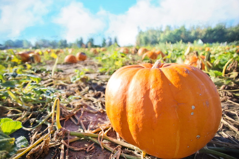 agriculture, organic, field, day, halloween, no people, pumpkin, ripe, fruit, celebration, vegetable, plant, food, orange color, giant, crop, farm, land