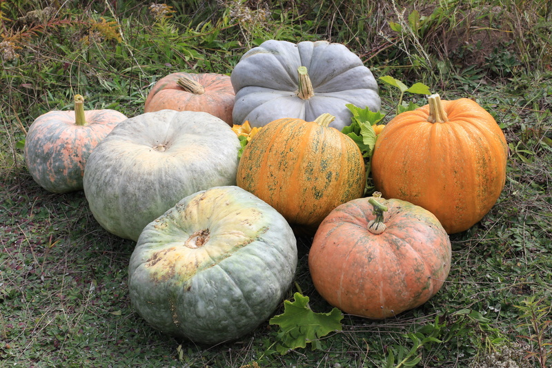 green color, land, fruits, cucurbita maxima, ripe, grass, gartenkuerbise, outdoors, no people, field, healthy, giant kürbise, pumpkins, pumpkin, high angle view