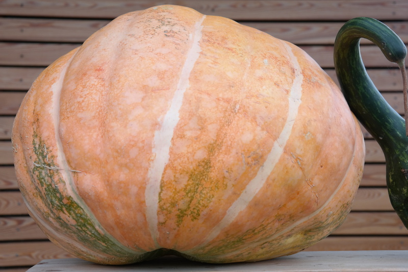 wellbeing, indoors, food, focus on foreground, harvest, raw food, day, close-up, still life, about, no people, gourd, pumpkin, vegetables, healthy eating