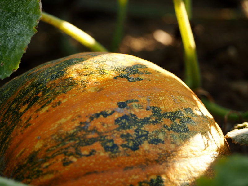 plant, outdoors, eat, selective focus, food, vegetables, pumpkin box, cultivation, giant pumpkin, ripe, squash, orange, nature, pumpkin breeding, colorful