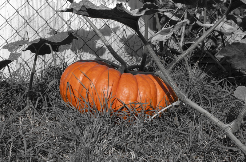 growth, food and drink, vegetables, field, pumpkins, 4K, autumn, grass, no people, agriculture, vegetable, celebration, close-up, giant pumpkin, plant