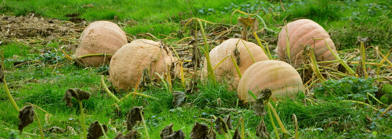 food, freshness, landscape, plant, giant pumpkins, green, farm, 5K, harvest, large, nature, cucurbitaceae, five, beauty in nature, agriculture, land, vegetables