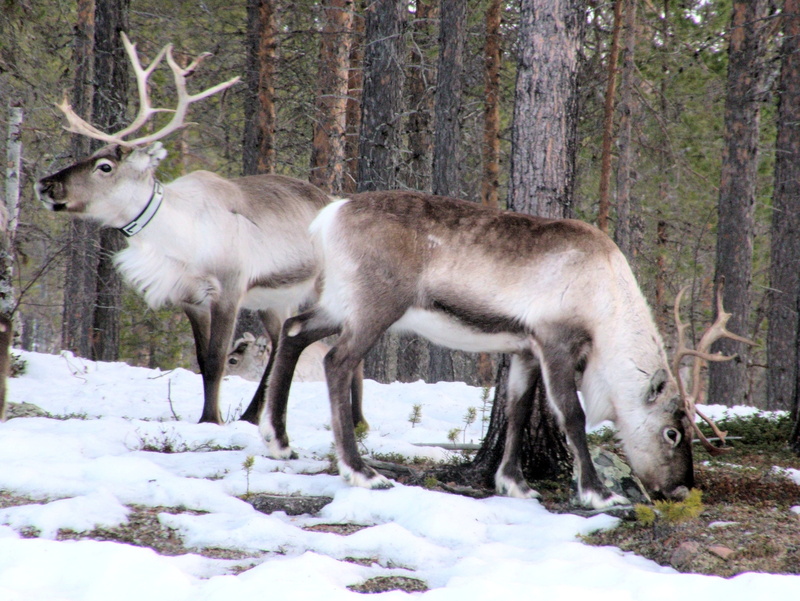 tree, land, plant, winter, polar, moose, deer, 4K, cold temperature, vertebrate, arctic, no people, animal wildlife, antler, day, herbivorous, lapland