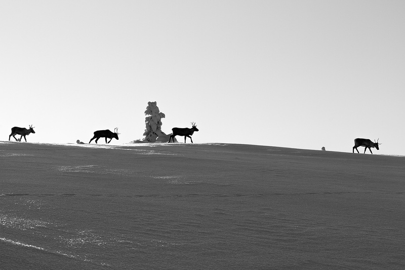animal themes, livestock, horse, domestic, land, camel, lapland, sky, group of animals, two animals, animal wildlife, arctic, working animal, nature, riding