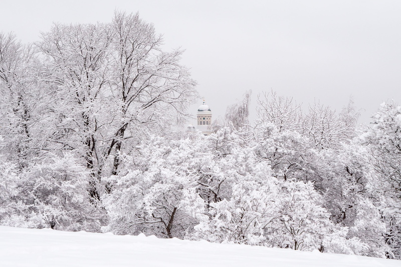 storm, weather, tree, bare tree, plant, daylight, snowing, tranquil scene, snowy trees, landscape, winter, nature, land, wilderness, trees, branch, cold temperature