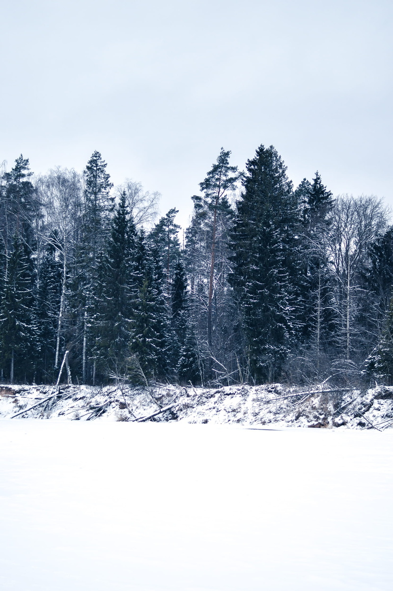 coniferous tree, sky, tranquil scene, snow, white color, outdoors, scenics - nature, nature, field, water, cold temperature, cēsis, white, trees, tranquility