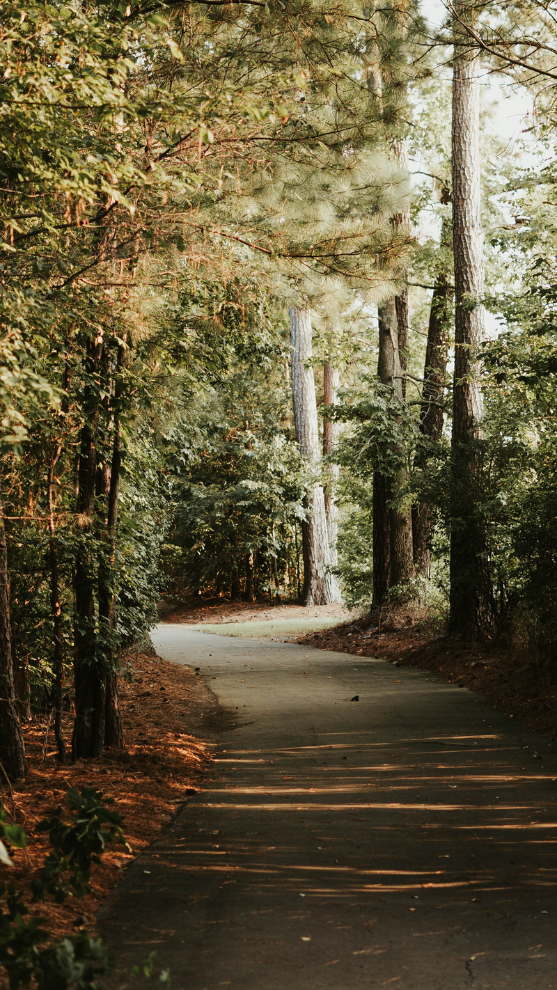 5K, forest light, single Lane Road, curving road, beauty, day, light, tranquil Scene, green, explore, light - Natural Phenomenon, green Color, forest