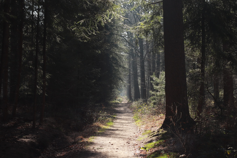 tree trunk, dirt, plant, hiking, non-urban scene, breda, footpath, background, land, growth, netherlands, trail, the way forward, mastbos, forest, day