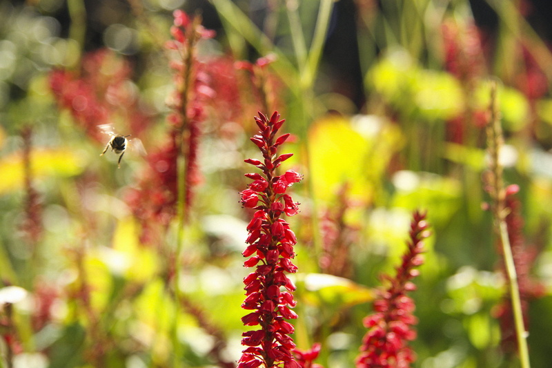 invertebrate, animals in the wild, day, netherlands, no people, outdoors, breda, growth, plant, red, focus on foreground, flower head, freshness, animal wildlife