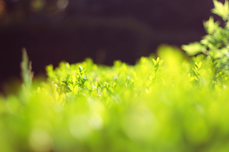 fragility, vegetable, flower, day, close-up, outdoors, breda, garden, gardening, selective focus, freshness, land, beauty in nature, green color, grass