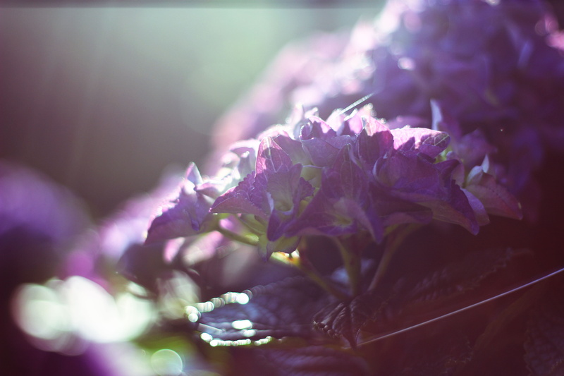garden, purity, gardening, hortensia, flowering plant, flower, inflorescence, sun, outdoors, netherlands, petal, fragility, 5K, purple, plant part, plant
