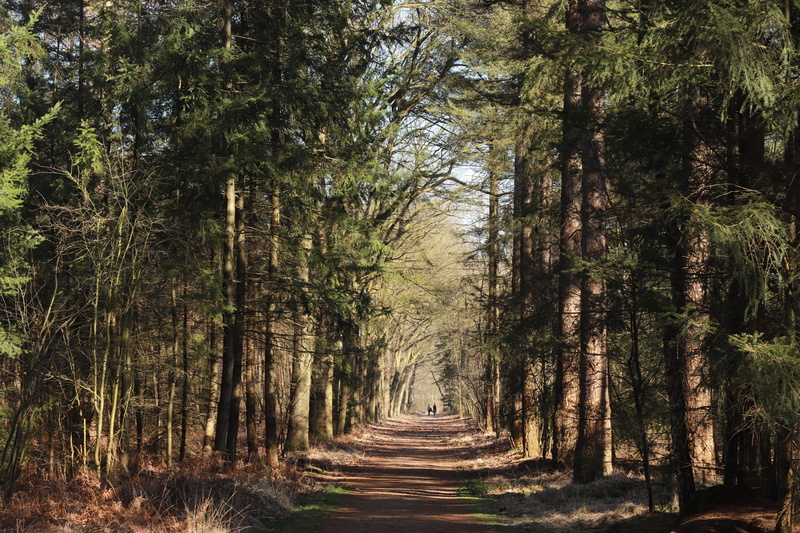 tree trunk, treelined, no people, outdoors, non-urban scene, woodland, tranquility, tranquil scene, hiking, diminishing perspective, the way forward, growth