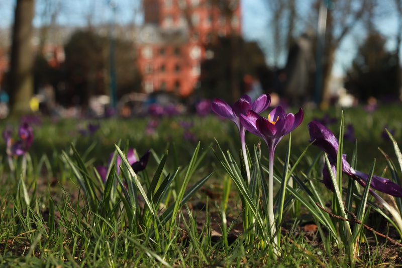 day, petal, fragility, no people, close-up, pink color, inflorescence, springtime, flowering plant, beauty in nature, purple, plant, sunny, focus on foreground