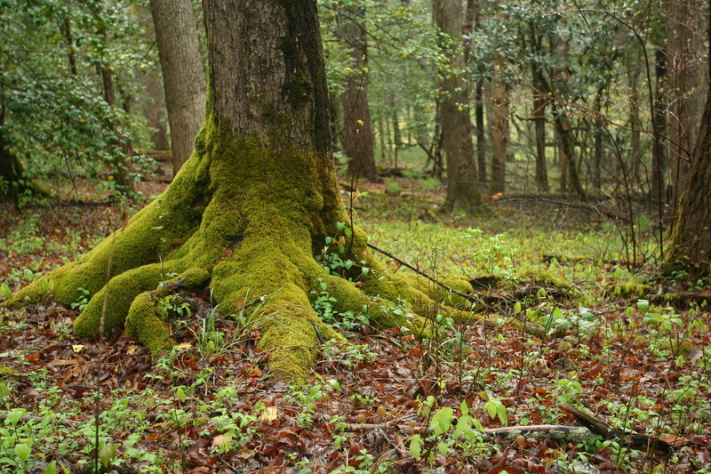 moss, no people, wood, natural, trunk, daytime, green color, outdoors, non-urban scene, plant, rainforest, woodland, land, forest, environment, algae, 2K