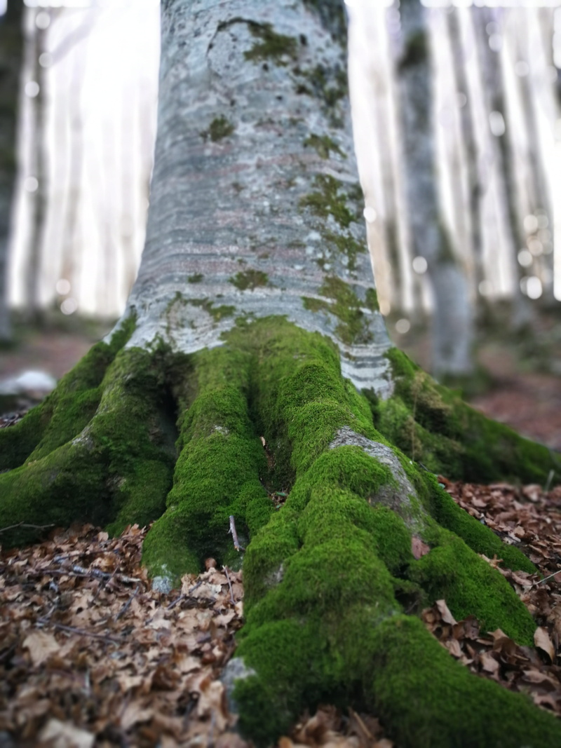 cold temperature, plant, leaf, mossy forest, italy, forest, strong, focus on foreground, mossy roots, mossy tree, nature, green, brucekee, plant part, tree