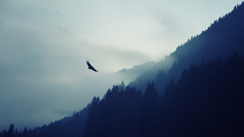 beauty in nature, plant, fog, 4K, bird, scenics - nature, animals in the wild, vertebrate, animal themes, ultrahd, eagle, animal, no people, tree, tranquility