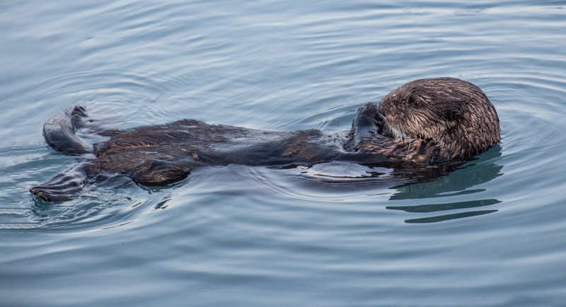 swim, animal themes, marine, aquatic mammal, animal wildlife, animal world, silent, brown, wildlife, waters, underwater, day, body, animal, animals in the wild