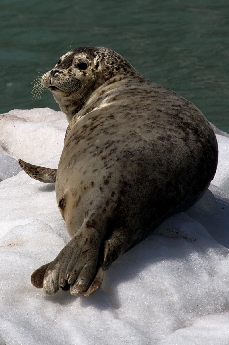 nature, rock, ice, animal, mammal, kenai fjords national park, harbor seal, one animal, sunlight, peaceful, aquatic mammal, underwater, ocean, rock - object