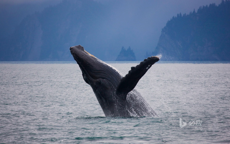 humpback, splashing, national, whale, bay, kenai, marine, vertebrate, sea, underwater, animal, water, 1080P, one animal, tail fin, aquatic mammal, animal themes