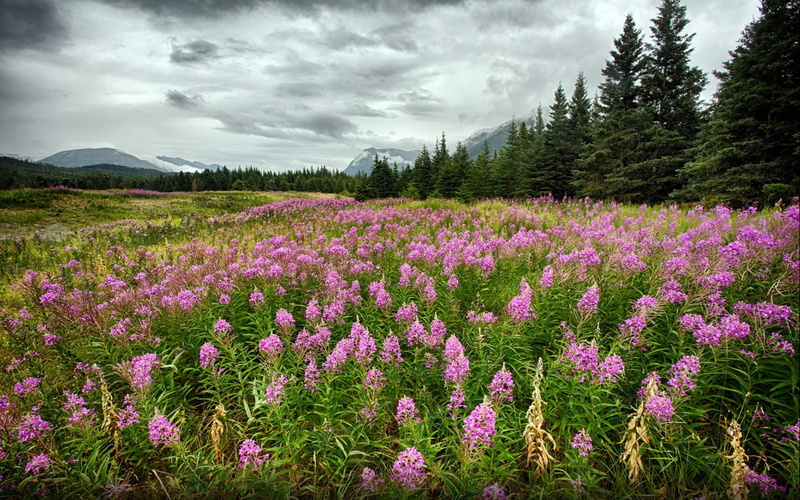river, hd, 1080P, genus, chamaenerion, kenai, flowering, onagraceae, plants, fireweeds, alaskan